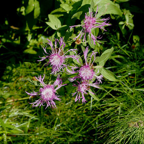 ����� �����������