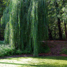 ����������� ����